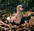 White-tailed Eagle