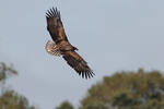 White-tailed Eagle