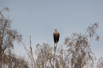 White-tailed Eagle