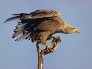 White-tailed Eagle