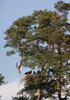White-tailed Eagle