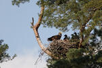White-tailed Eagle