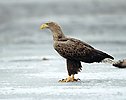 White-tailed Eagle