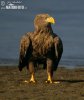 White-tailed Eagle