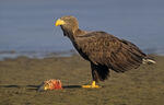 White-tailed Eagle