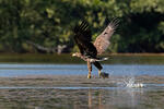 White-tailed Eagle