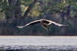 White-tailed Eagle