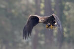 White-tailed Eagle