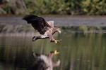 White-tailed Eagle