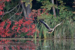 White-tailed Eagle