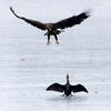 White-tailed Eagle