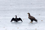 White-tailed Eagle