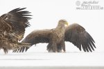 White-tailed Eagle