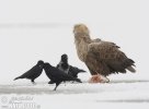 White-tailed Eagle