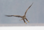 White-tailed Eagle