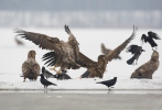 White-tailed Eagle
