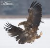 White-tailed Eagle