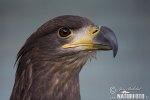 White-tailed Eagle