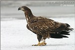 White-tailed Eagle