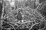 White-tailed Eagle - Nest