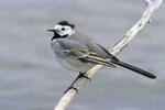 White Wagtail