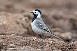 White Wagtail