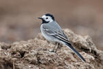 White Wagtail