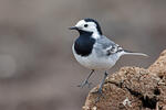 White Wagtail