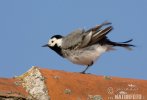 White Wagtail