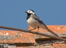 White Wagtail