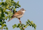 Whitethroat