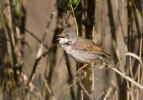 Whitethroat