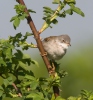 Whitethroat