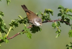 Whitethroat