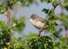 Whitethroat