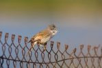 Whitethroat