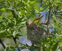 Wielewaal zangvogel