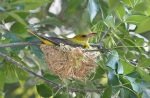 Wielewaal zangvogel