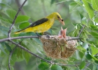 Wielewaal zangvogel