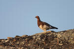 Willow Grouse