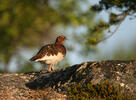 Willow Grouse