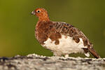 Willow Grouse