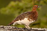 Willow Grouse