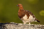 Willow Grouse