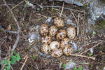 Willow Grouse