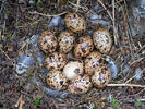 Willow Grouse