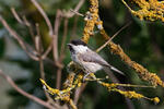 Willow Tit