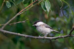 Willow Tit