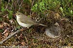 Willow Warbler