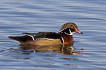 Wood Duck